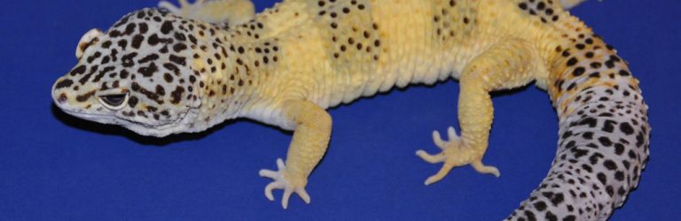 image of Mr. Frosty the gecko