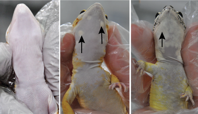 images of the undersides of a non-Lemon Frost gecko and two Lemon Frost geckos