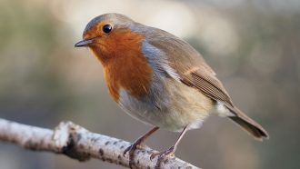 European robin on a branch