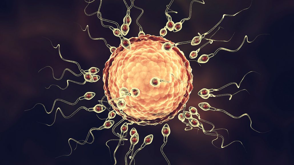 a magnified image of an egg cell surrounded by sperm