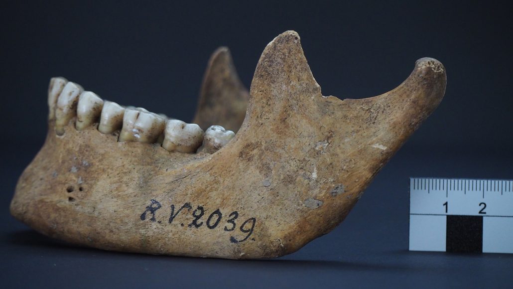 fossil of human jawbone