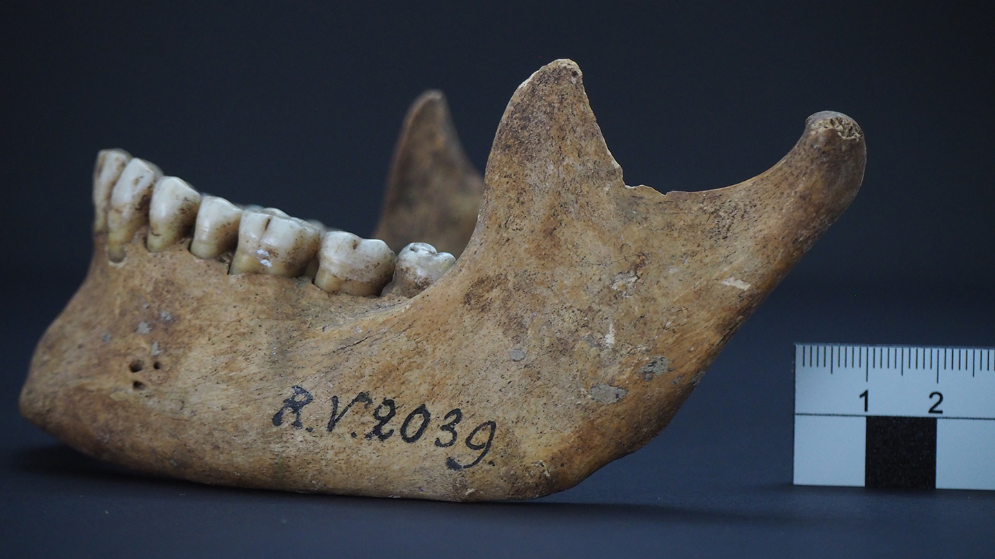 Antiguos huesos humanos revelan la cepa de peste más antigua conocida