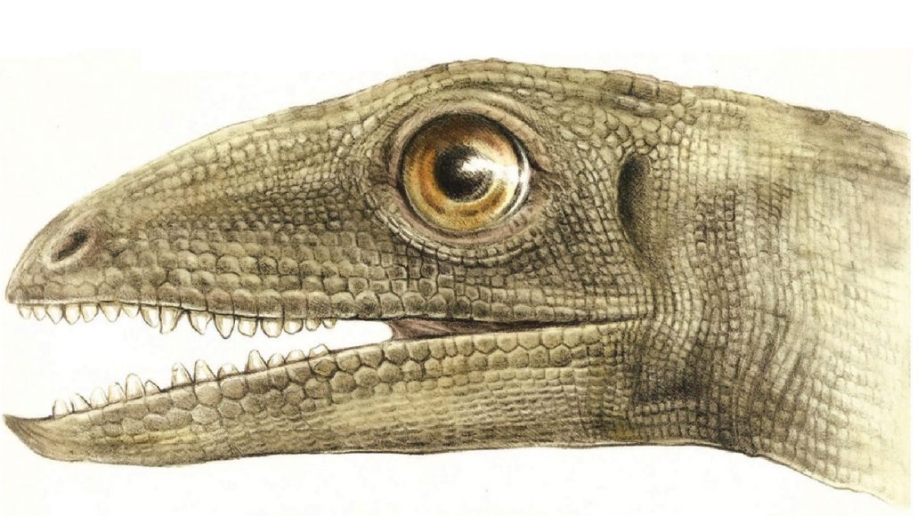 illustration of the head of an ancient insect-eating reptile