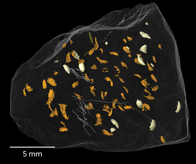 3D rendering of beetle remains in fossilized dung