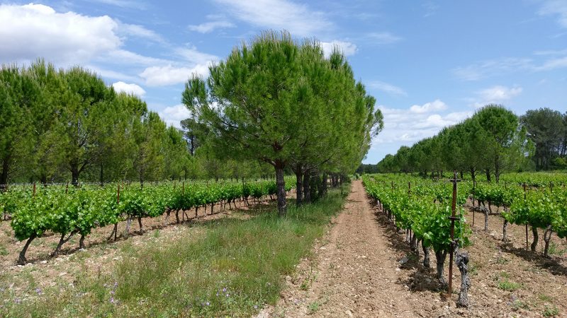 a field with rows of pine trees alternating with rows of grape vines