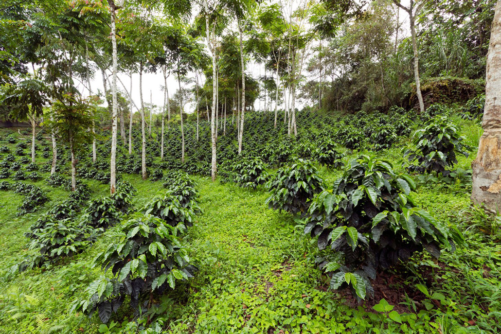 a verdant field with coffee plants planted in rows between trees