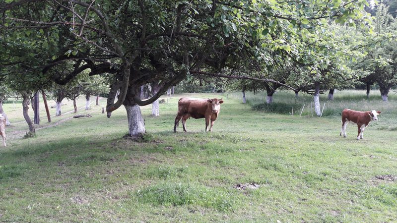 two cows stand near some trees