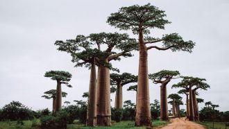 a photo of baobab trees