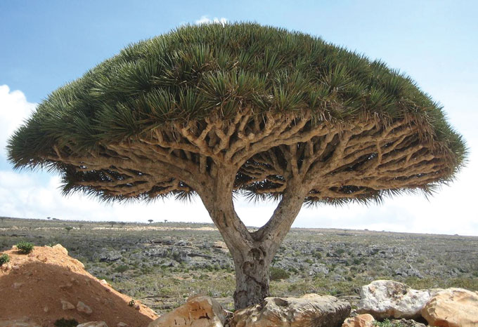 a photo of a dragon's blood tree