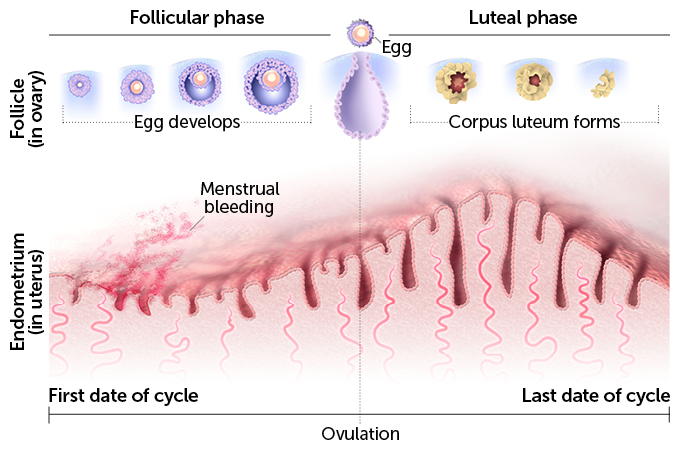 graph/list of hormones and menstrual cycle