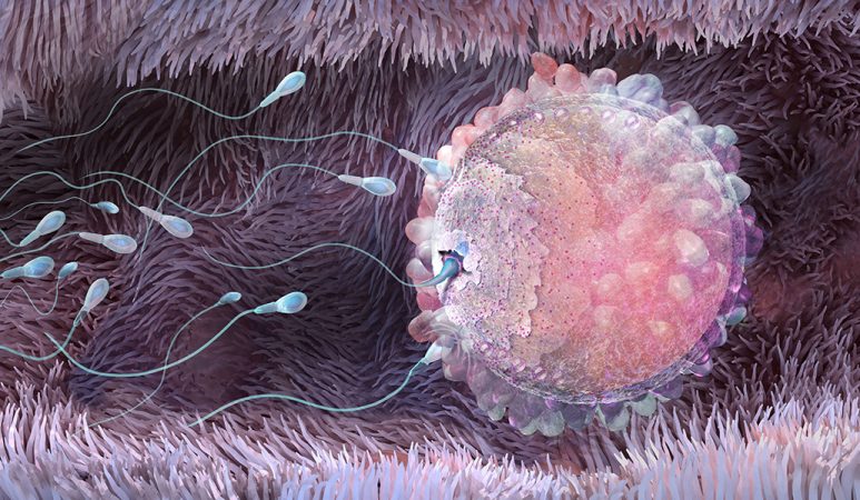 Illustration of sperm reaching an egg