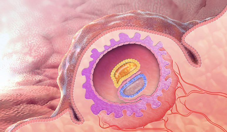 illustration of cells forming into different shapes inside an embryo