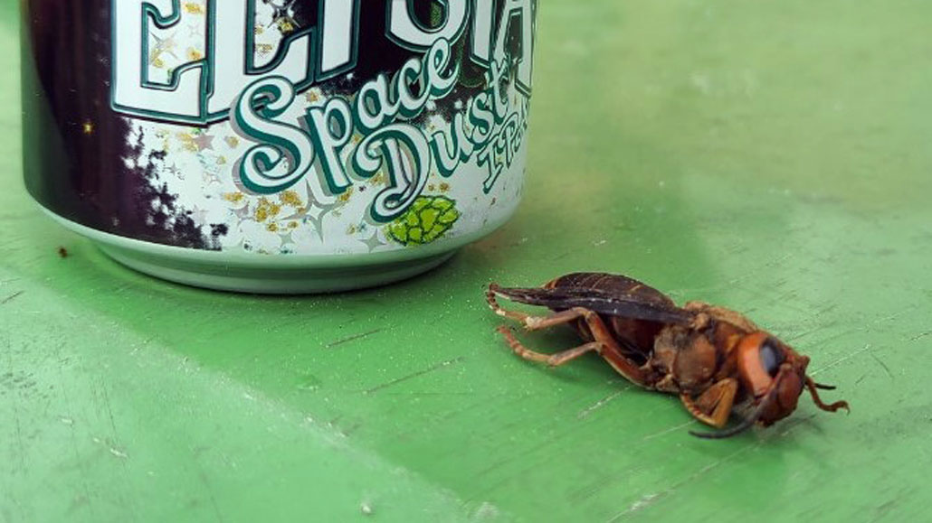 Aziatische reuzenhorzel, AKA 'moordhorzel', naast een bierblikje