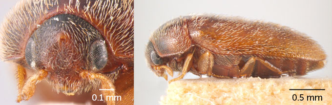 front and side view of khapra beetles