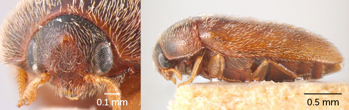voor- en zijaanzicht van Khapra-kevers