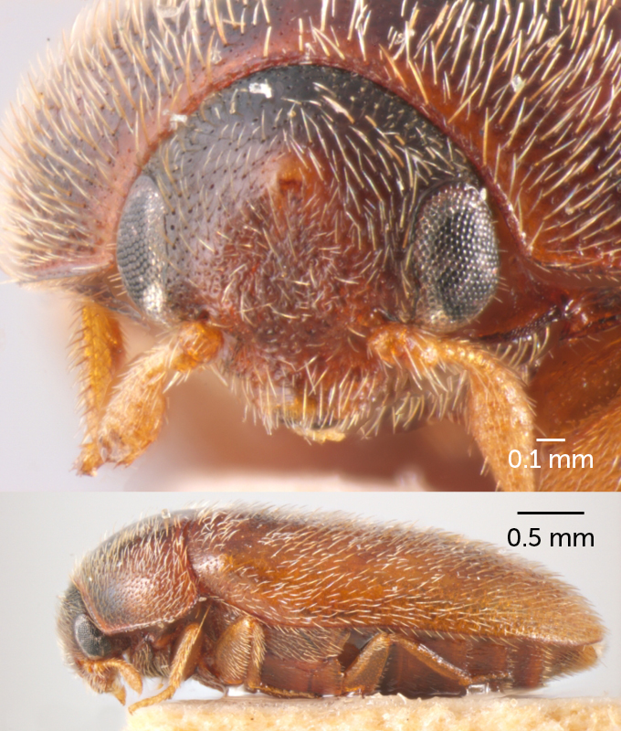 front and side view of khapra beetle