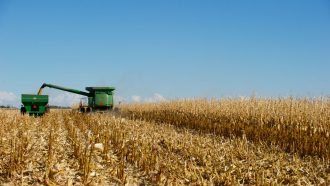 harvesting equipment in a cornfield