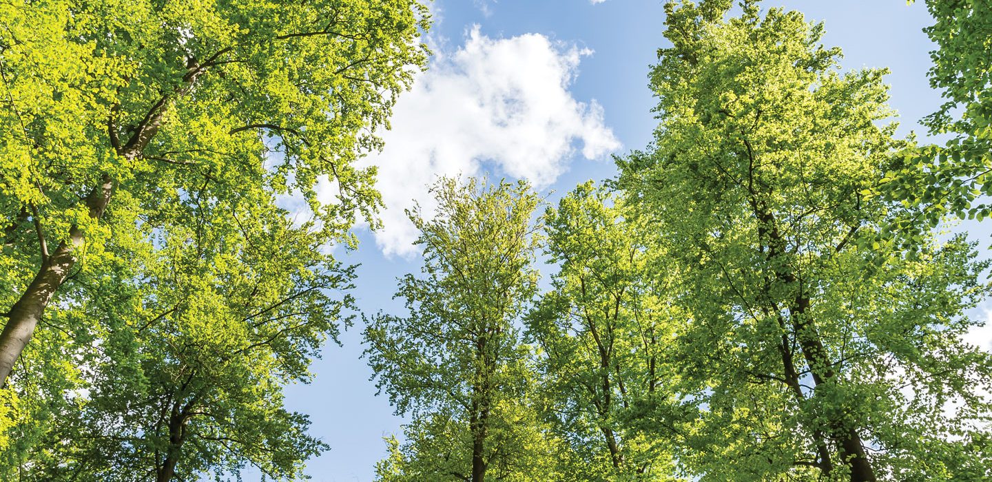 a view to the tops of several tall, skinny trees with light green leaves