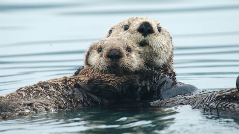 two sea otters in water