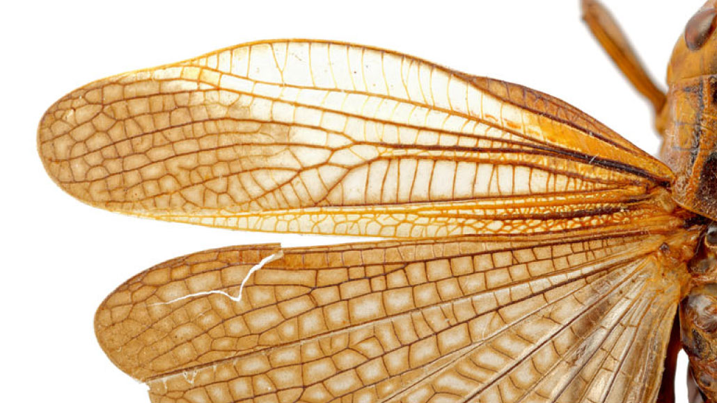 Insects had flashy, noise-making wings as early as 310 million years ago