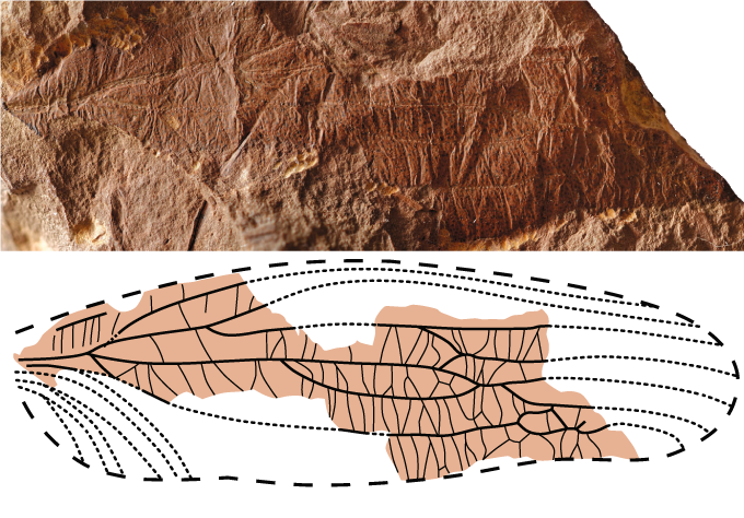 top: fossil of ancient insect wing. bottom: illustration of wing structures of ancient insect Theiatitan azari