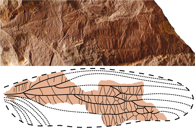 Insekten kommunizierten bereits vor 310 Millionen Jahren mit Flügeln