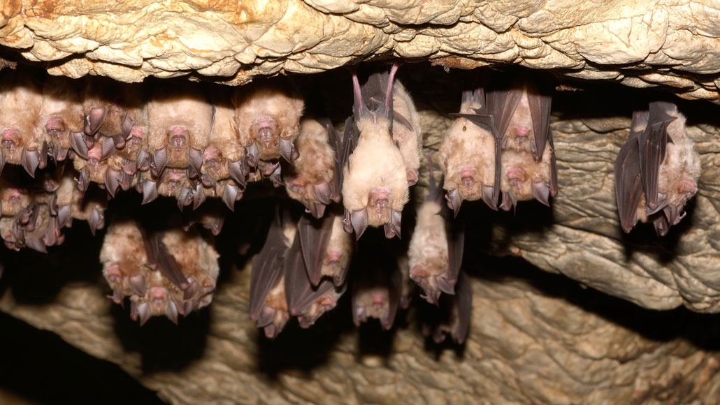 greater horseshoe bats hanging from cave ceiling