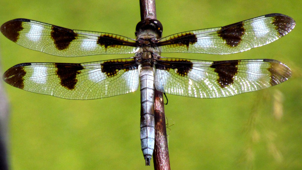 Twelve-spotted skimmer dragonfly on branch