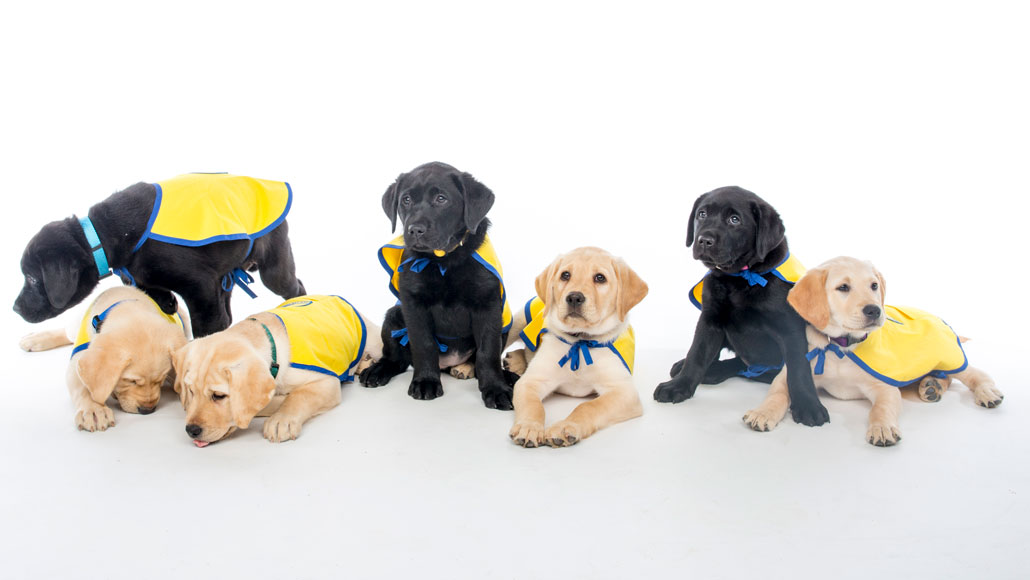 seven puppies wearing jackets