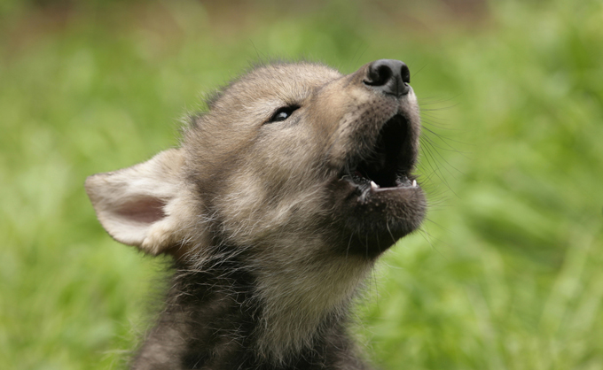 wolf puppy