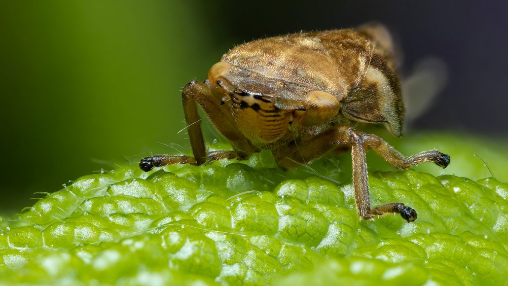 een klein insect zittend op een blad