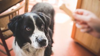 black and white dog looking at dog treat in person's hand