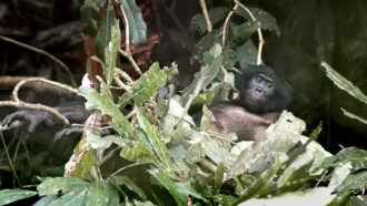 a bonobo reclines in a nest made of branches covered in large leaves