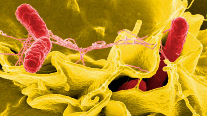 Salmonella bacteria infecting human cells