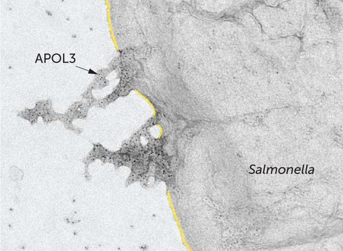 Salmonella dissolvente proteico APOL3