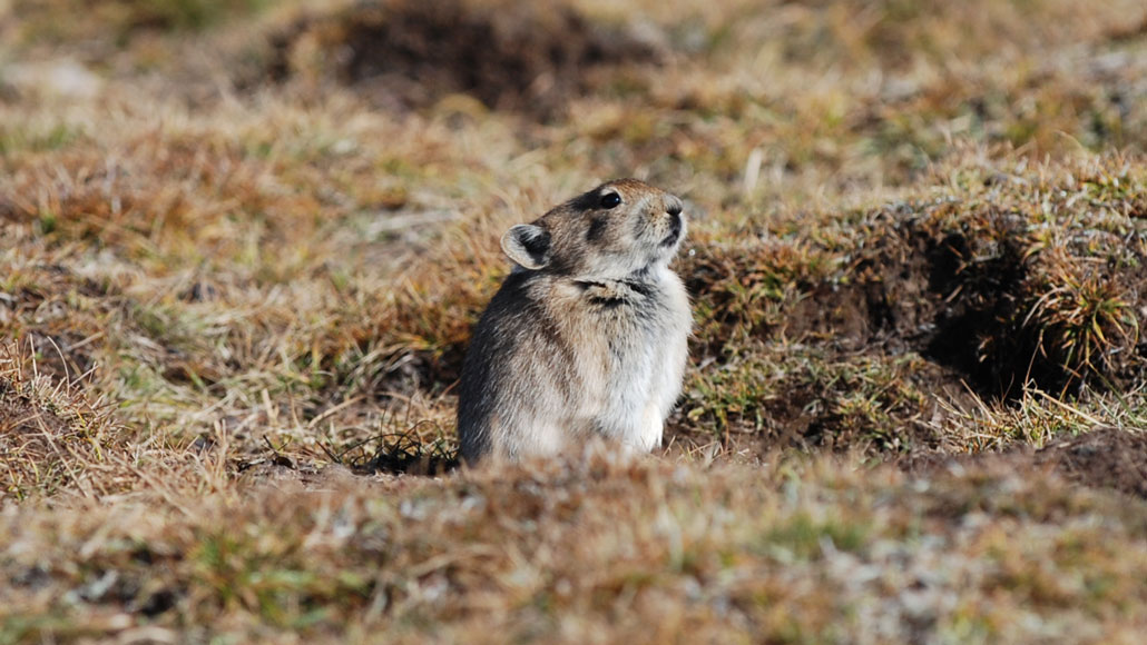 Pikas überleben den Winter mit einem langsameren Stoffwechsel und manchmal mit Yak-Poop