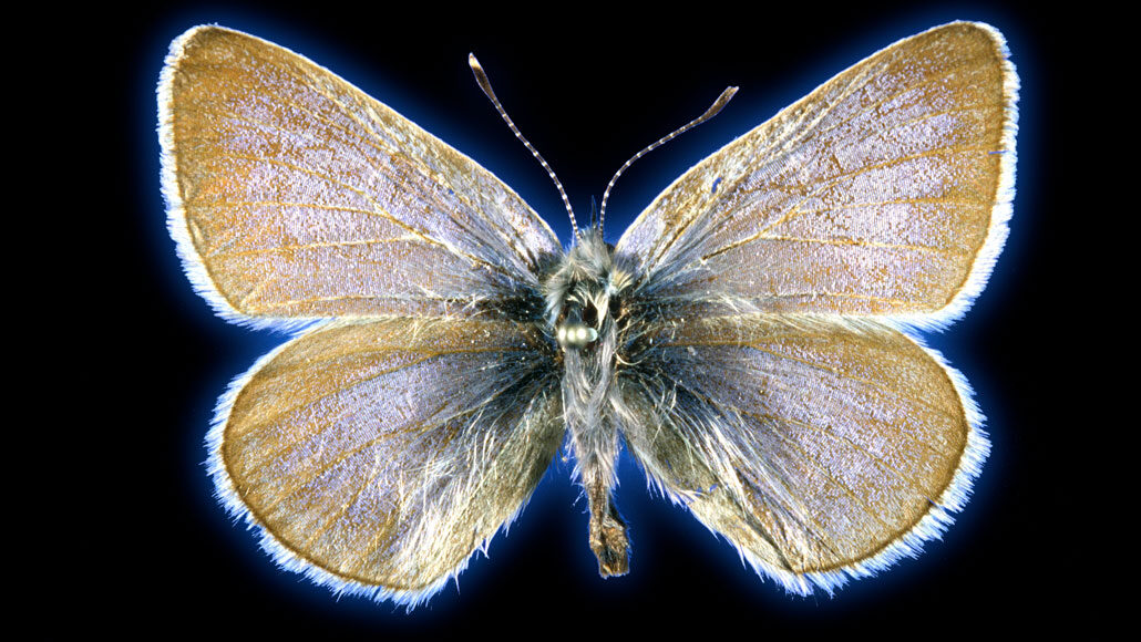 een Xerces blauwe vlinder tegen een zwarte achtergrond