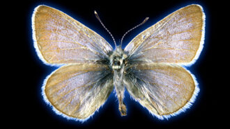 a Xerces blue butterfly against a black background