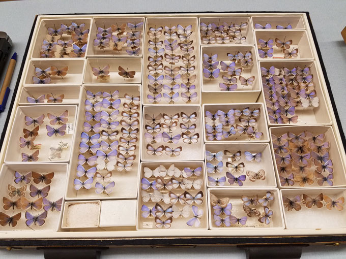 a photo of Xerces blue butterfly specimens pinned in boxes under glass