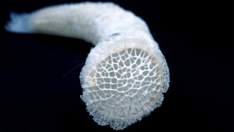Venus's-flower-basket sea sponge