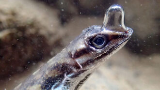 an anole lizard
