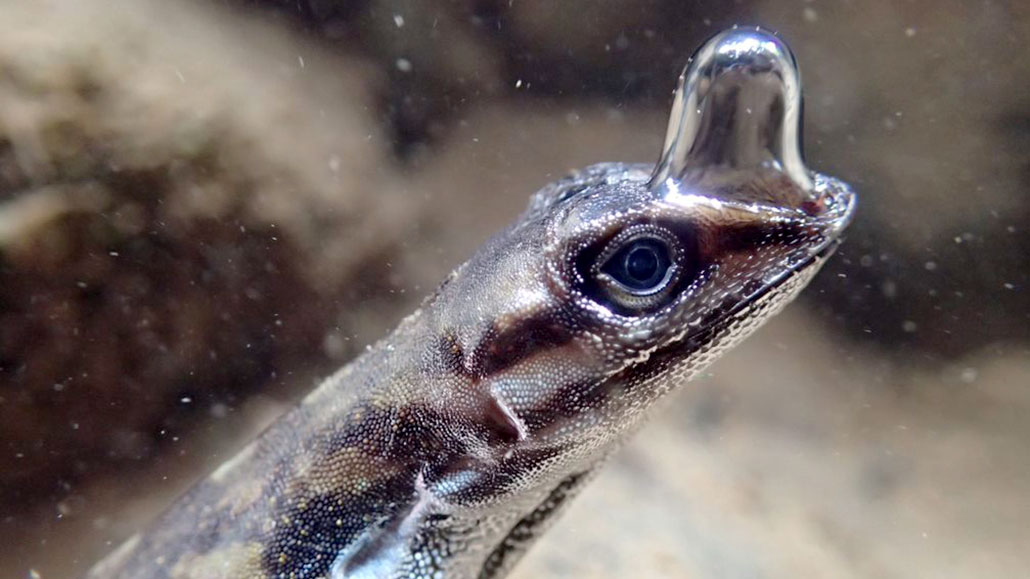 How some lizards breathe underwater