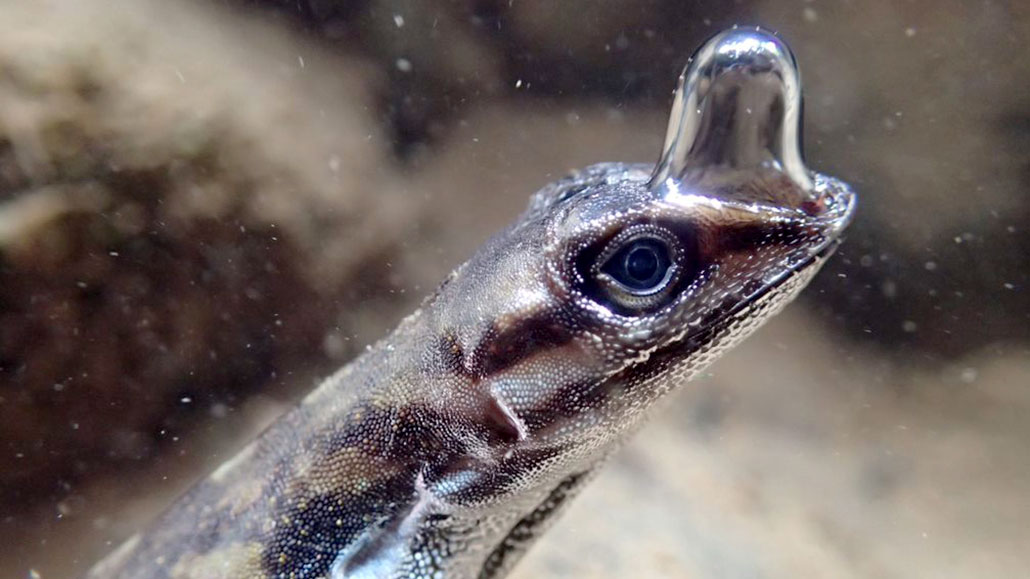 How some lizards breathe underwater How some lizards breathe underwater