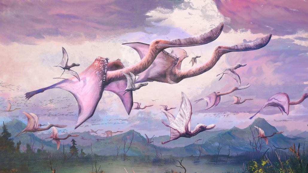 Tons of Pterosaurs - NWF