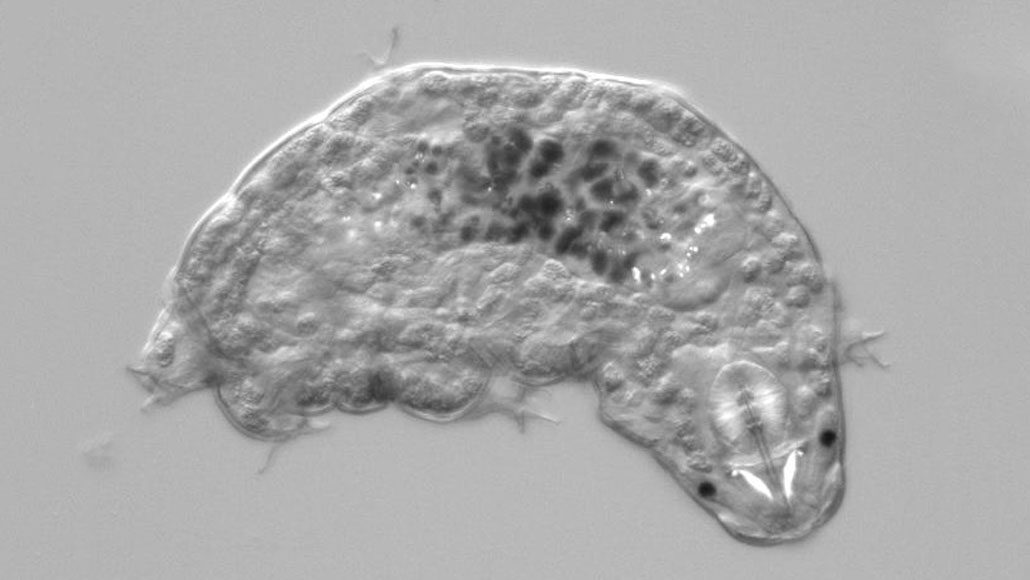 close-up of a tardigrade from above