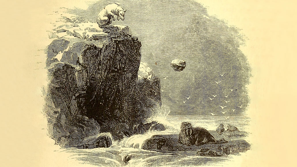 illustration of a polar bear standing on a cliff as a rock falls toward a walrus standing on a rock below