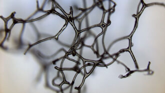 image of the mesh skeleton on a modern bath sponge