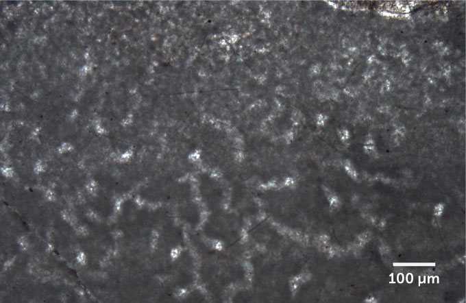 microscope image of ancient sea sponge fossils