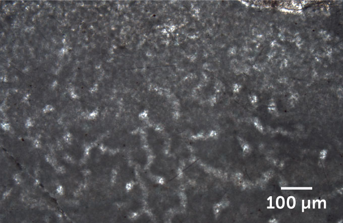 Image au microscope d'anciens fossiles d'éponges de mer