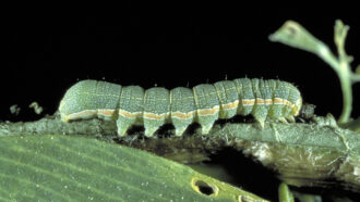 picture of a green caterpillar-like creature walking across a leaf